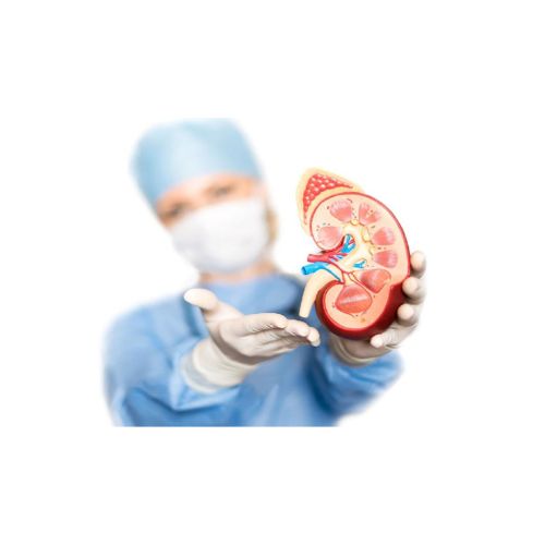 Things to Know About Kidney Transplant In India